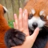 【红熊猫】小熊猫软萌？可是一抓一个洞耶！（我前段时间给小熊猫处理伤口，左眼不小心被小熊猫抓了一下，留了两个疤，面部1.5