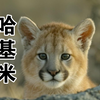 美洲哈基米