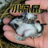 八齿鼠宝宝出生了，一共才4只鼠宝宝，生的有点少了啊