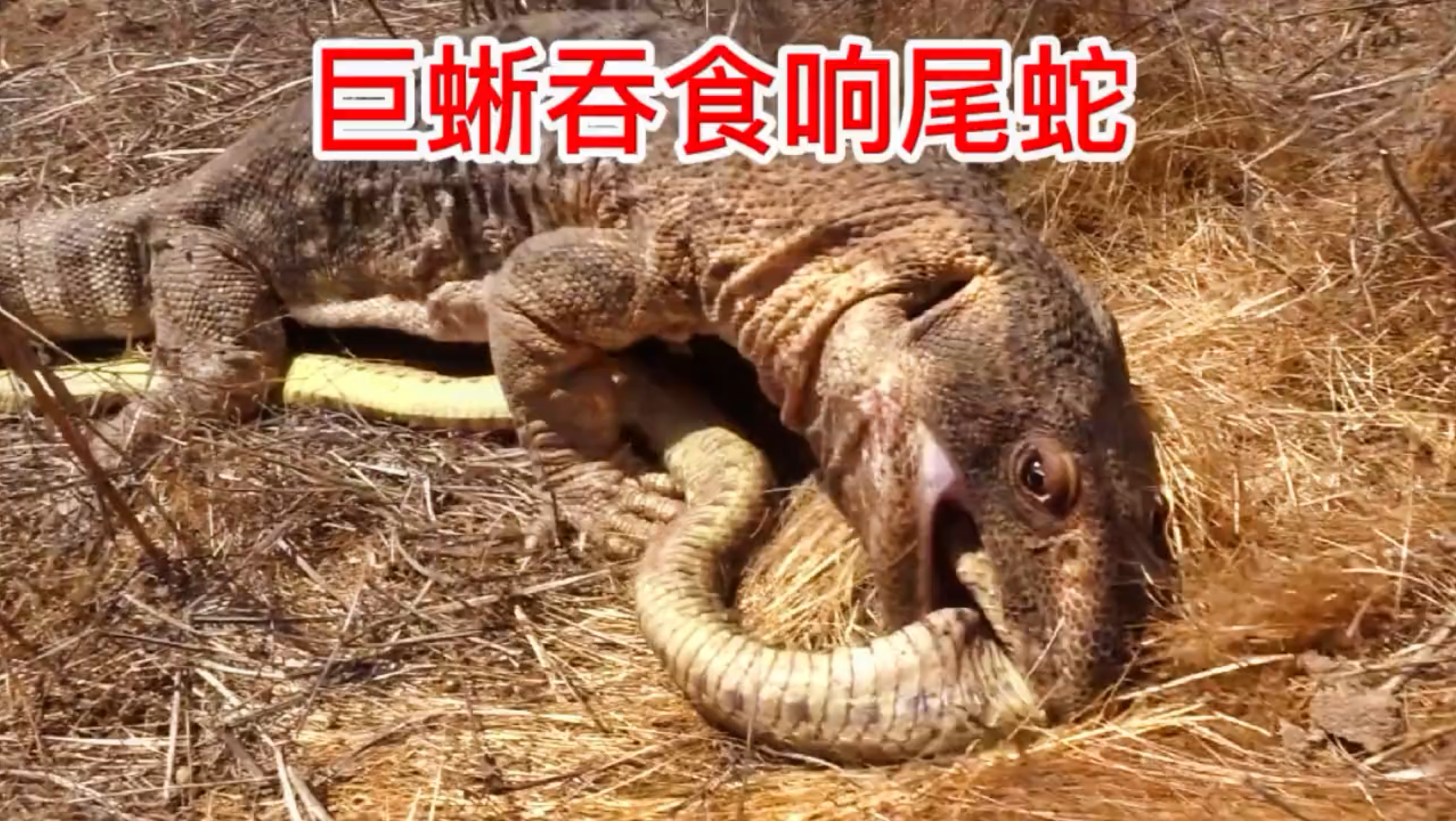 巨蜥吞食响尾蛇