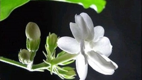 abf46f493d1e5887da2226bb0bc11d027a426ce1.jpg@280w_158h_1c_100q.jpg