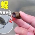 田螺体内有寄生虫吗？显微镜放大200倍好像发现外星生物！吓我一跳