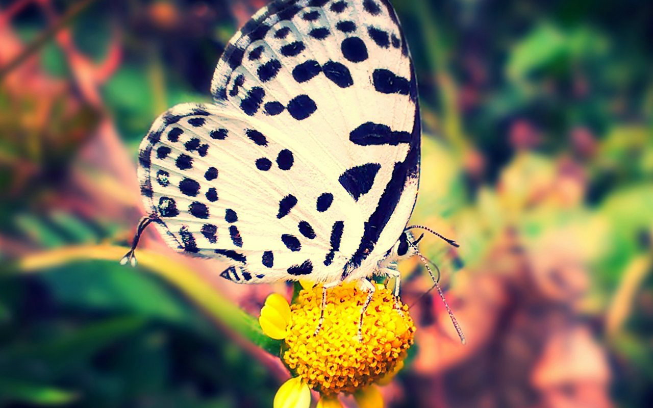 琴】野花 理查德克莱得曼 超经典好听钢琴曲视