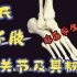 艾氏解剖学  下肢-9（踝关节的骨骼及韧带）