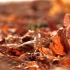 【空镜头】秋季树叶落叶枯叶 素材分享