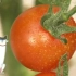 NHK趣味园艺--盆栽蔬菜之迷你番茄（自翻）
