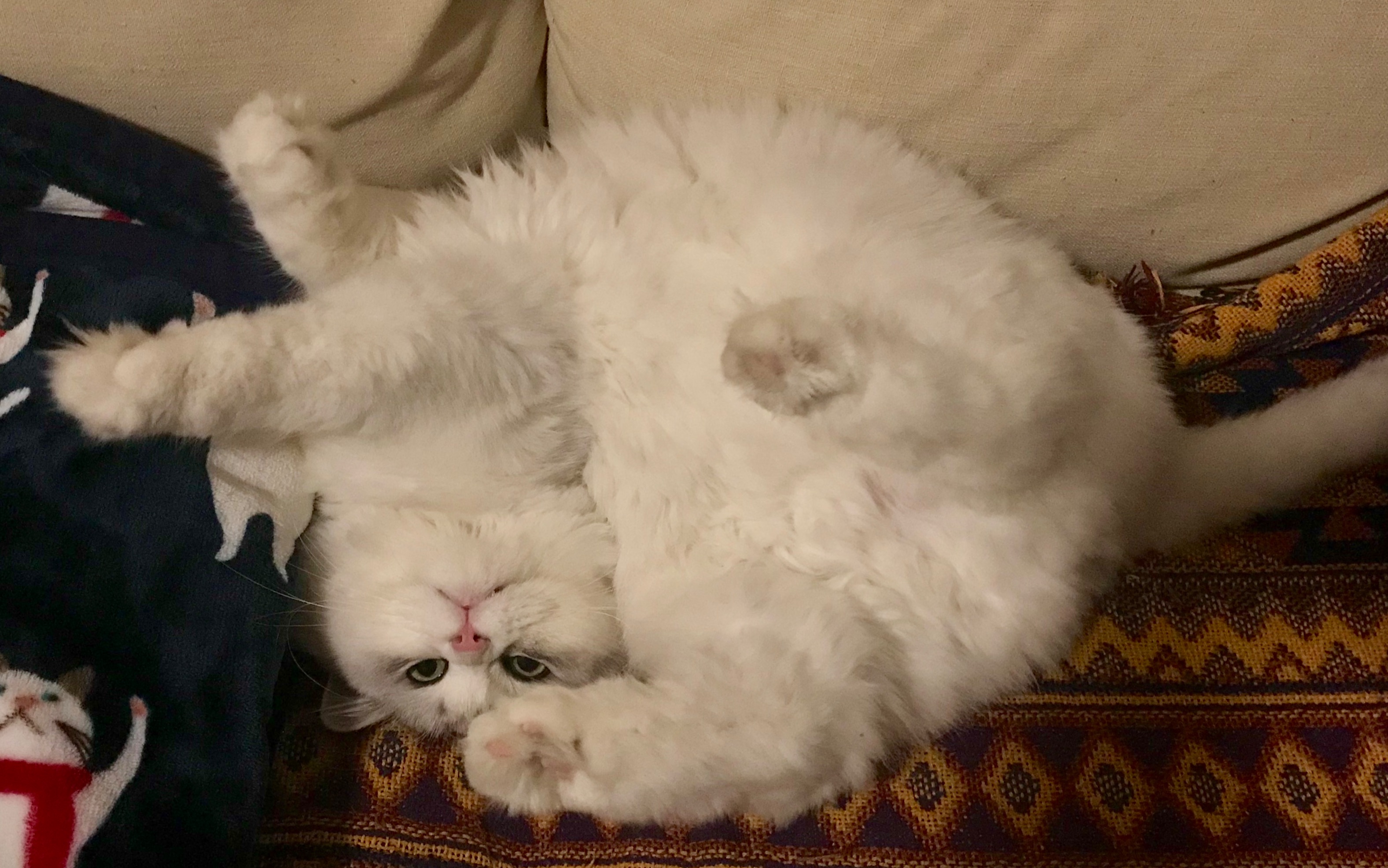 肥猫咪的奇葩睡姿～宝爷,你都胖成球了还能绕成个圈也是杠杠滴!