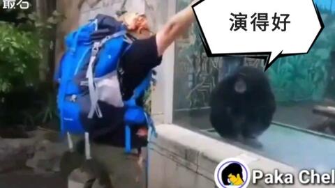 周杰伦恶搞鬼畜视频大全,周杰伦恶搞鬼畜视频大全下载