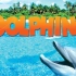 【IMAX】海豚 4K 中英字幕 Dolphins (2000)
