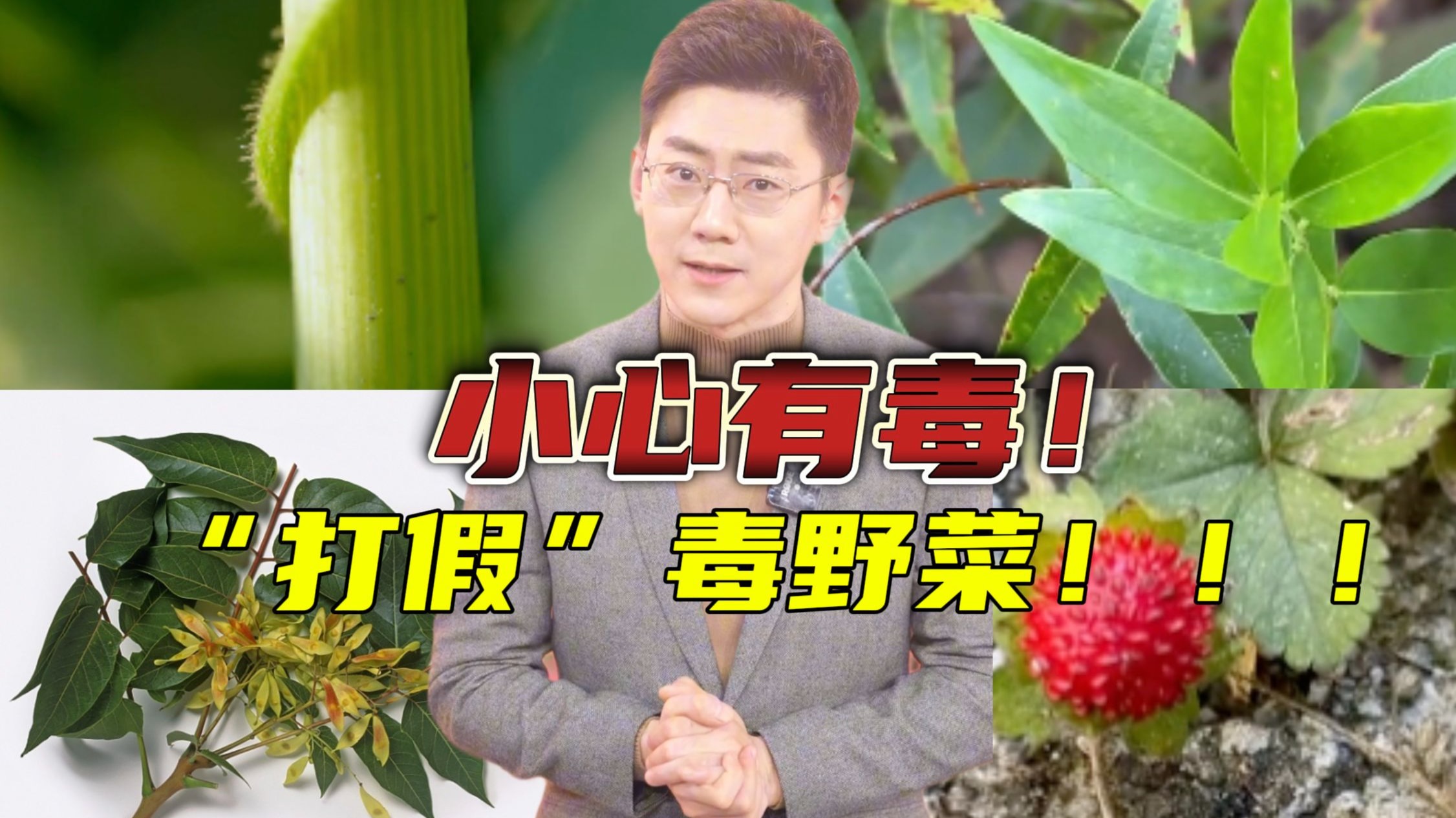 建议转发家族群！容易误食的有毒植物合集（二）【主播说三农】