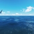 大海和海鸥[4K超清]放松心情