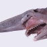 奇异的深海怪物：欧氏尖吻鲛（或称剑吻鲨、哥布林鲨）