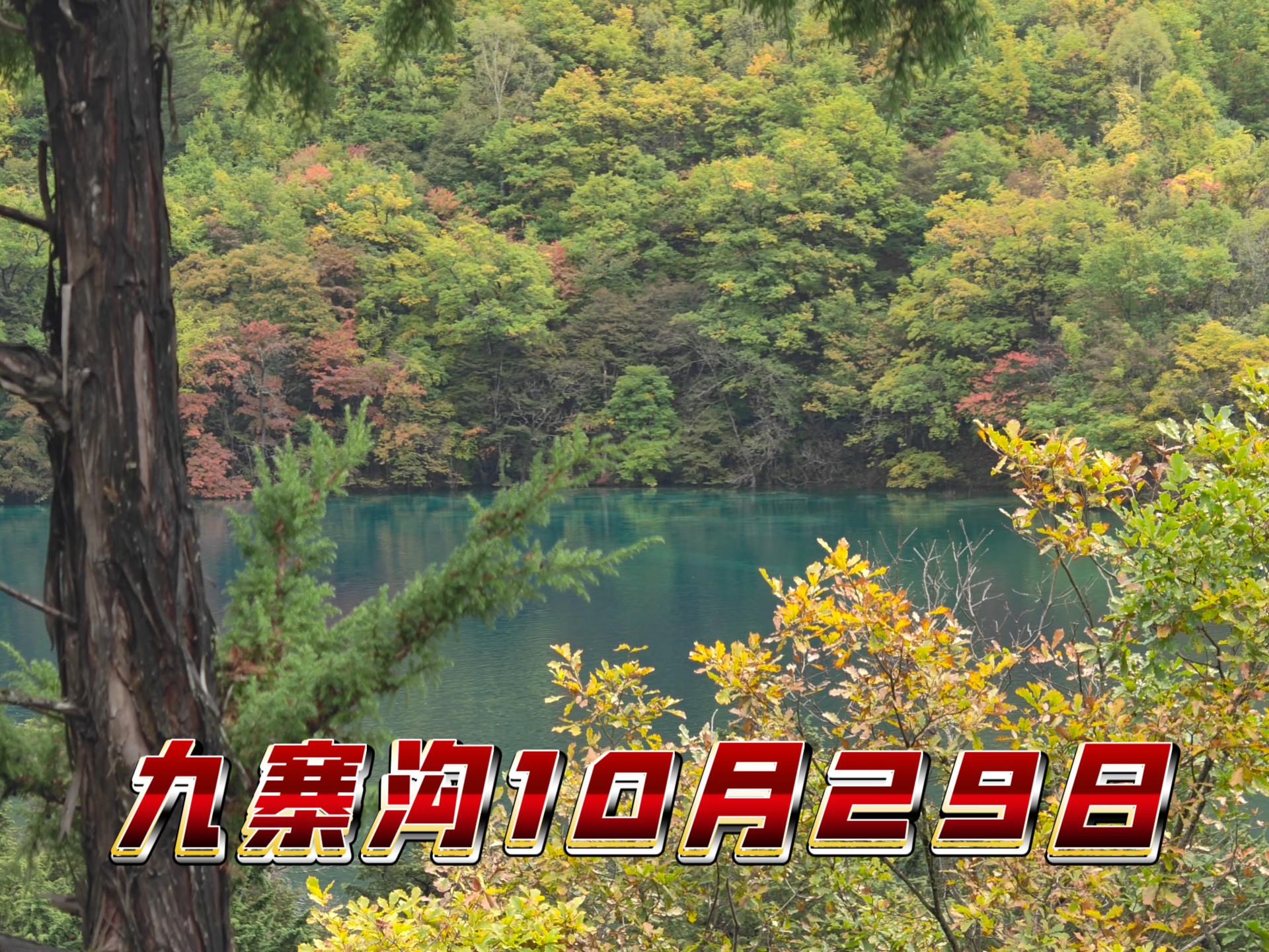 九寨沟2025年10月29日-2（犀牛海+火花海+双龙海+芦苇海）