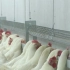 国外智能机械化农业---养鸡场的自动系统