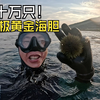 在挪威捕捞帝王蟹，发现十万只北极黄金海胆，这可怎么办
