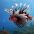 【纪录/自然】蔚蓝深海S1（无字幕）丨深海自然奇观