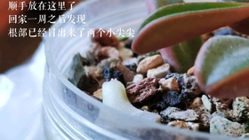 怎么养花蛤才不会死 ac70375042dcd099d1ff6ba757ad74e0538d43be.jpg@280w_158h_1c_100q.jpg