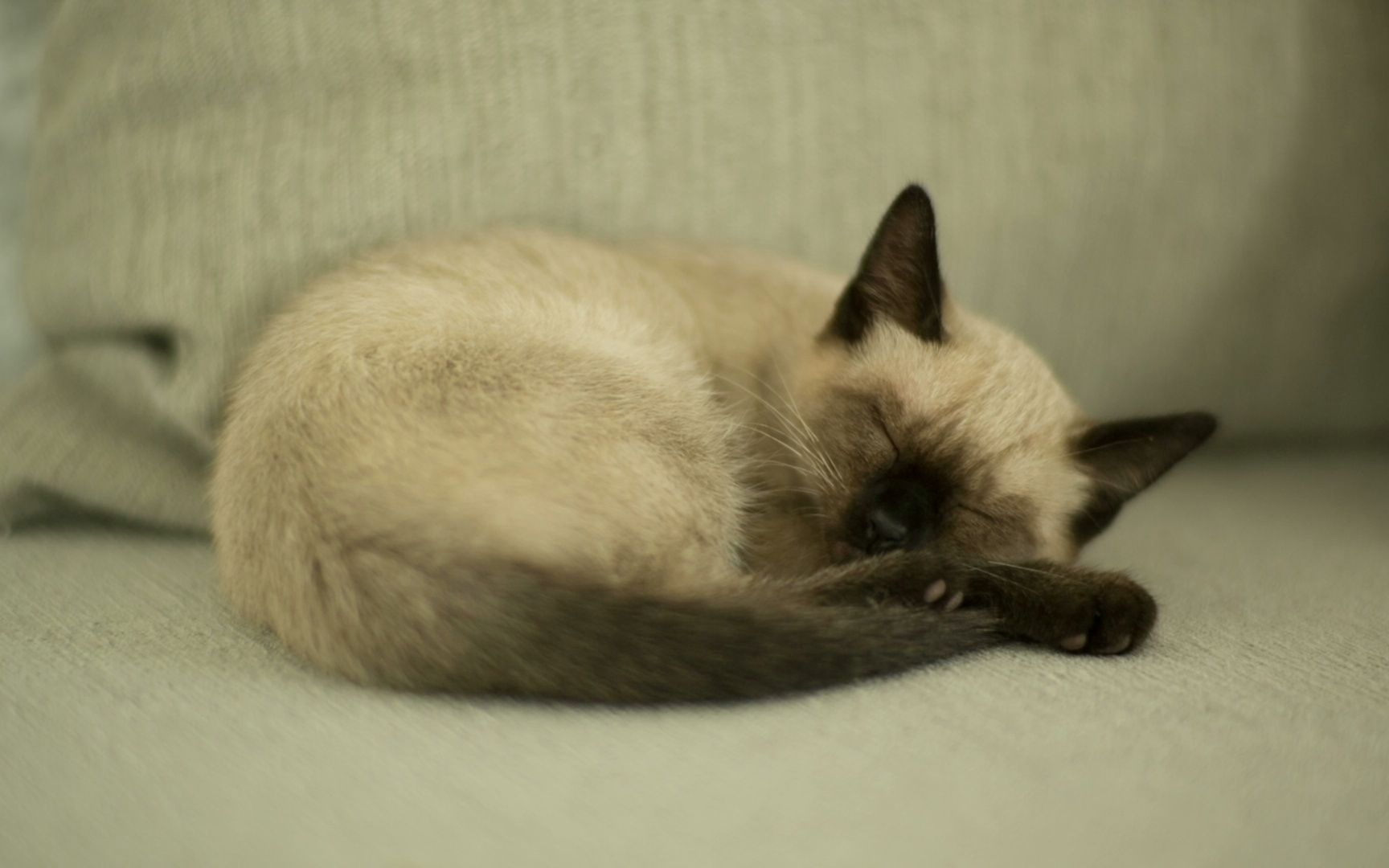 （无版权素材）熟睡中的暹罗猫4k