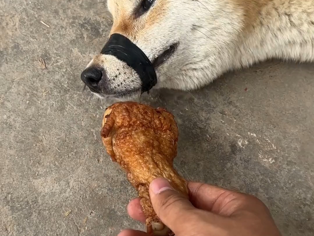 无能的狗子