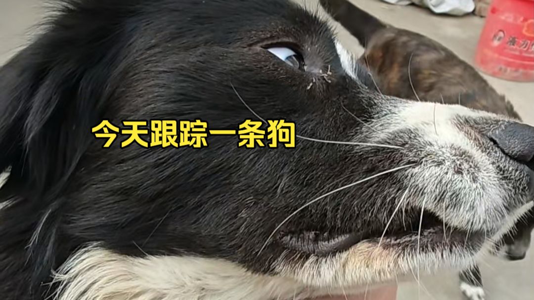 跟踪我家早六晚八出门的狗，还差点三次被甩丢