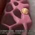 【中英文双语字幕版】肺癌3D动画讲解