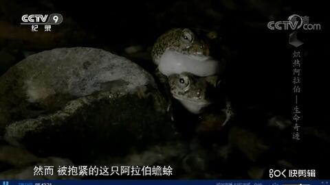 梦到癞蛤蟆什么意思啊？解密梦境中的不速之客背后的心理密码