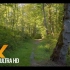 4K森林漫步 鸟在森林中歌唱 - 纽卡斯尔高地小径 - 2 小时