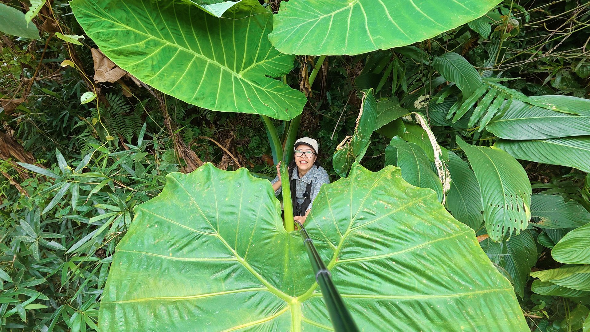 偶遇巨型植物！广西路边的野草比我还高？