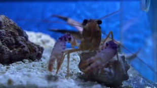 梦到龙虾,深潜心灵海洋的神秘启示 梦到龙虾,深潜心灵海洋的神秘启示