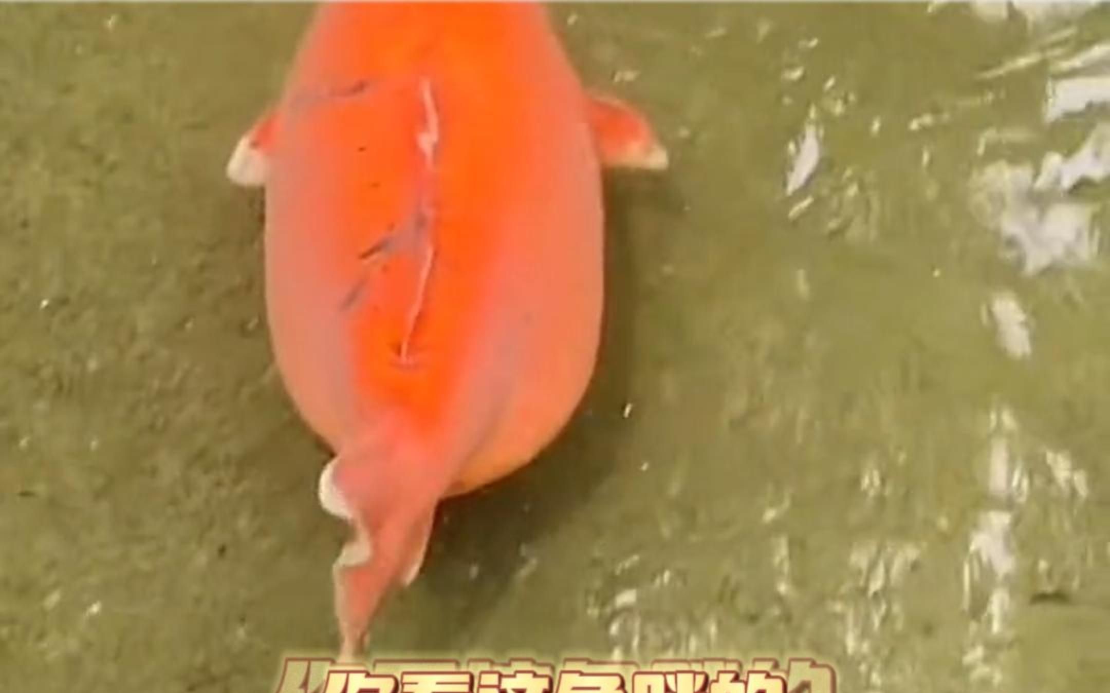 游客投喂趵突泉“猪鲤”，民警劝阻：这鱼胖的跟猪一样啦！