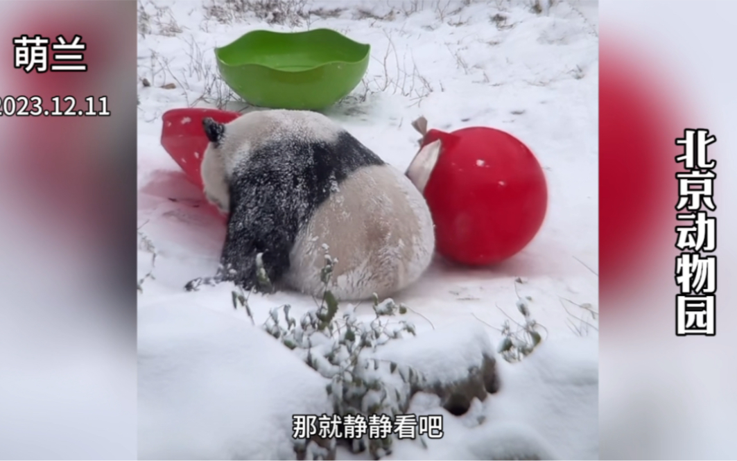 当熊猫遇见北京的初雪!玩的很开心!哔哩哔哩bilibili