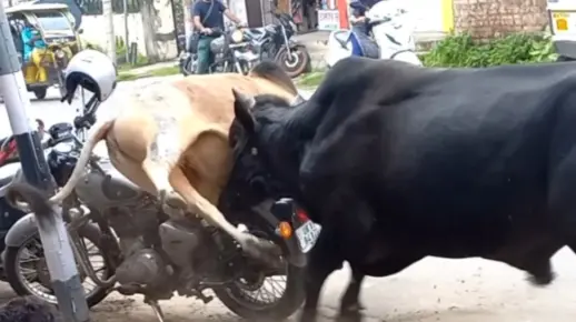 印度神牛街头互殴 大黑牛干翻瘤牛!