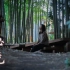 【日本小众景点推荐】日本旅游旅拍好去处，藏在东京的绝美竹林。