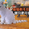 猫猫剃毛后的造型，你更喜欢哪个