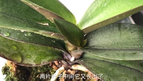 蝴蝶兰怎样施肥施什么肥 acb90c55a6ff801af53ec8eba000988e1f0c7d65.jpg@280w_158h_1c_100q.jpg