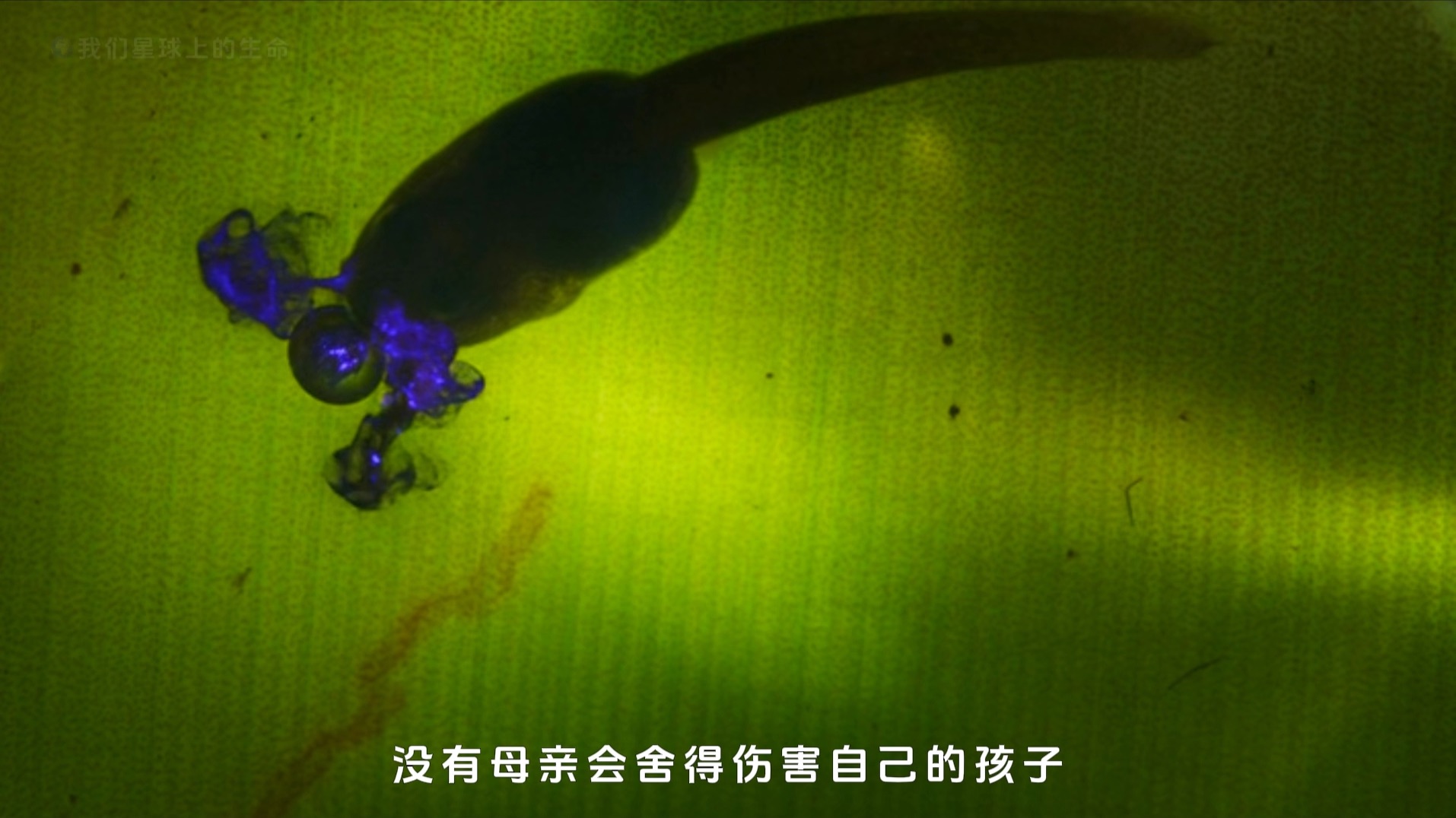 箭毒蛙育儿