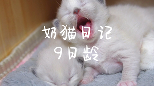 accb46fa452b0101594413e287c5da881ba3bcc3.jpg@310w_174h_1c_100q.jpg