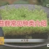 《苔藓系列视频第一集》苔藓植物种类介绍