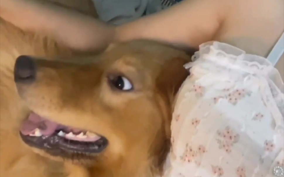 Silly dog is good at that.