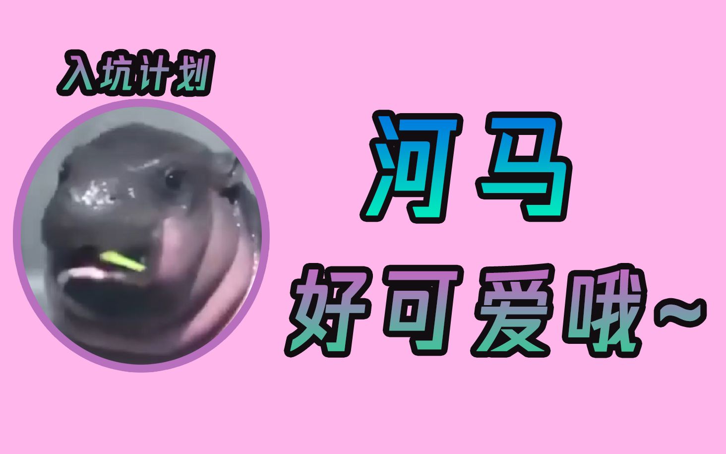 菠萝赛东入坑计划2河马好可爱哦学小河马最像的女主播