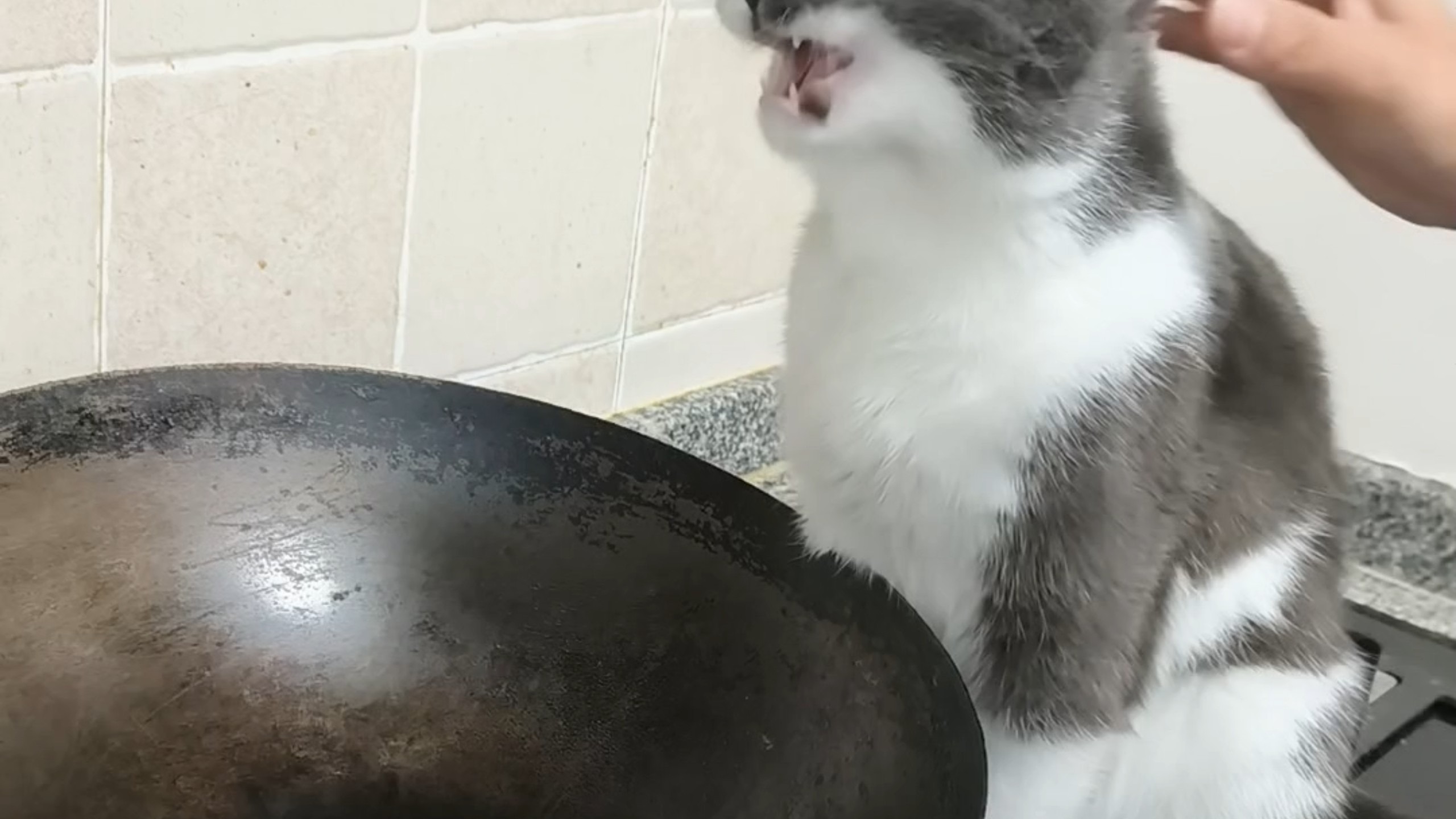 猫咪:塞一颗咪吐一颗，塞两颗咪吐一对儿……