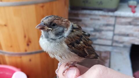 如何给麻雀做食物 acfe9b802d86e0d866a001ef96a59bc6ccf21e7b.jpg@480w_270h_1c