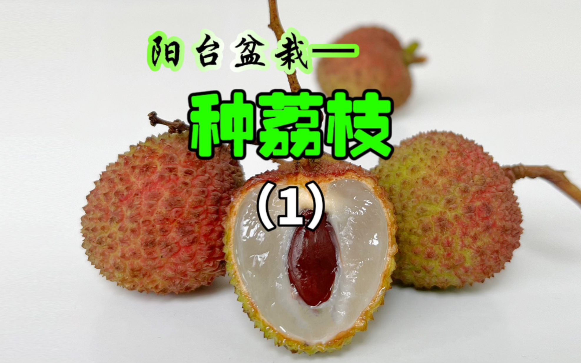 4个月前我想用荔枝核种个粉色荔枝，最后这算是成功了嘛？