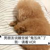 真相只有一个！压了一头小猪
