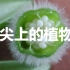 北京大学：舌尖上的植物学（一）