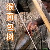 猴面包树非洲生命之树