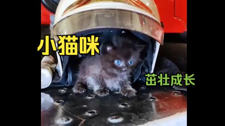 俄罗斯消防员悉心喂养猫崽