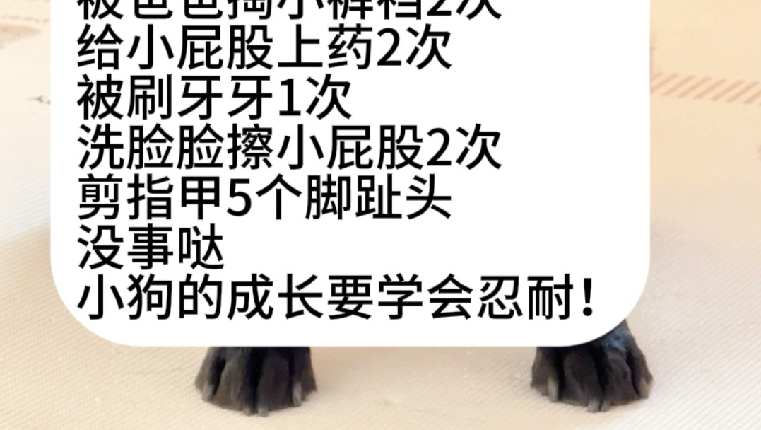 小狗的成长要学会忍耐