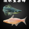 淡水鲨热带观赏鱼