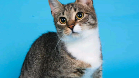 必剪的虚拟形象如何使用 ad740501a0b4fb5eeccc5fe0acc6f8e606bd9946.png@280w_158h_1c_100q.jpg